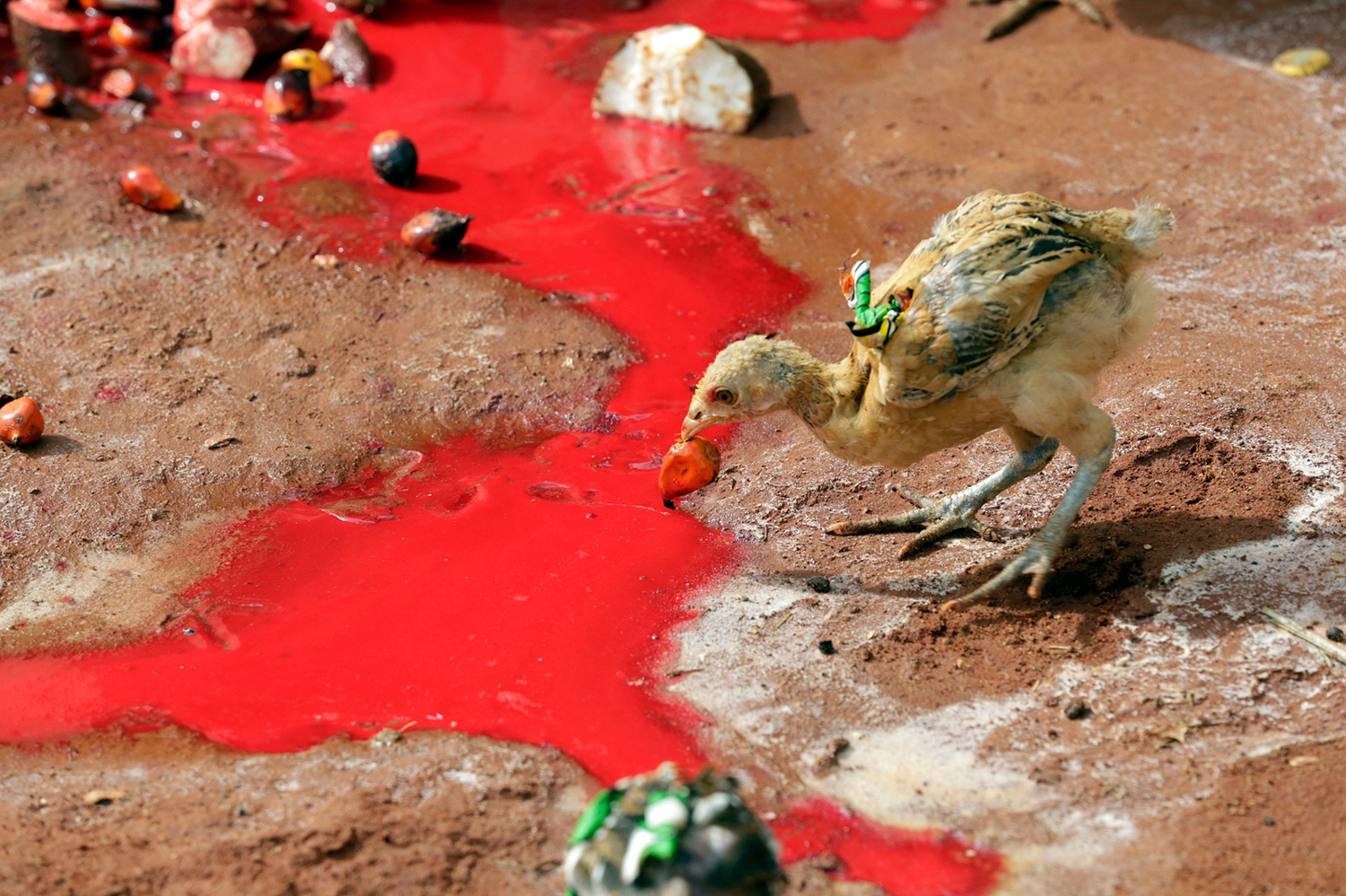 Petit poussin mangeant du maïs au milieu d’une scène rituelle au Bénin en 2015